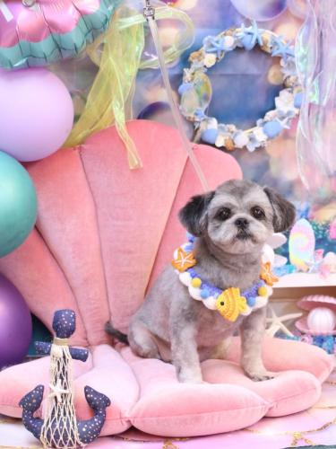 20240810パンくん